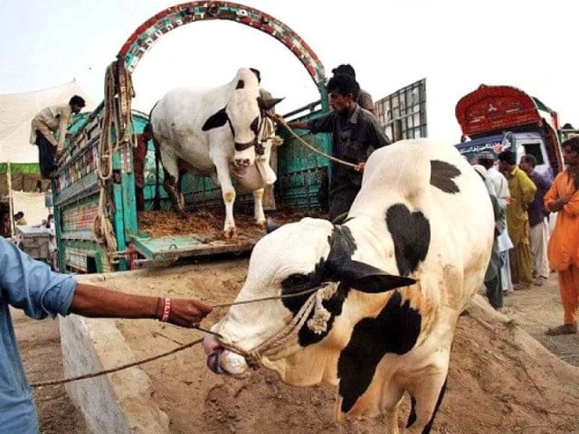 Sacrificial animal remains boost seasonal income