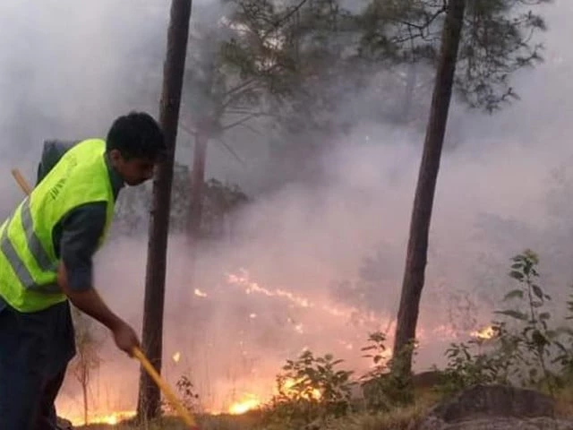 Over 20 forest fires contained during heatwave