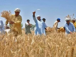 Punjab allocates Rs91.9b for agriculture