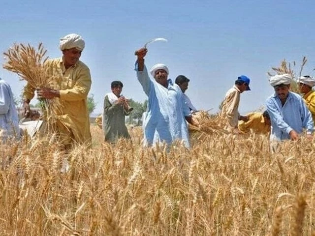 Punjab allocates Rs91.9b for agriculture