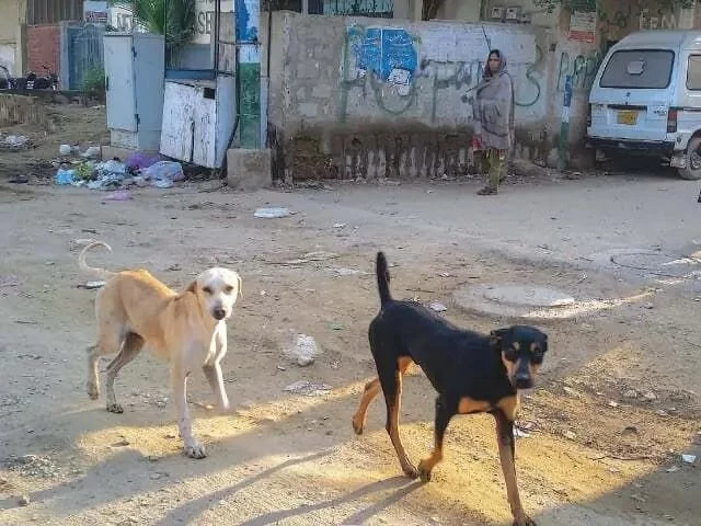 Rabid dog mauls 16 people in Kabirwala