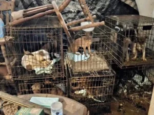 Rescued animals found in small cages
