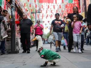 a duck becomes a star in Mexico