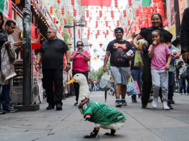 a duck becomes a star in Mexico