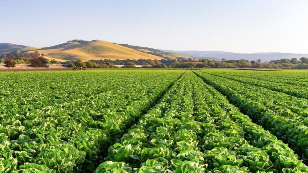 Mexico ministries investigate cyclospora linked to Mexican farm