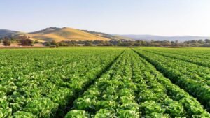 Mexico ministries investigate cyclospora linked to Mexican farm