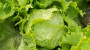 Iceberg lettuce linked to parasite outbreak pulled from market
