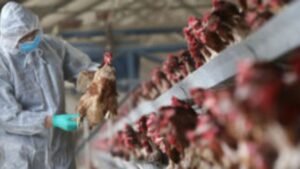 Bird Flu Cases Confirmed in Queensland Australia