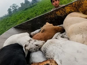 Lahore municipal body faces allegations after video shows dead stray dogs near Ring Road